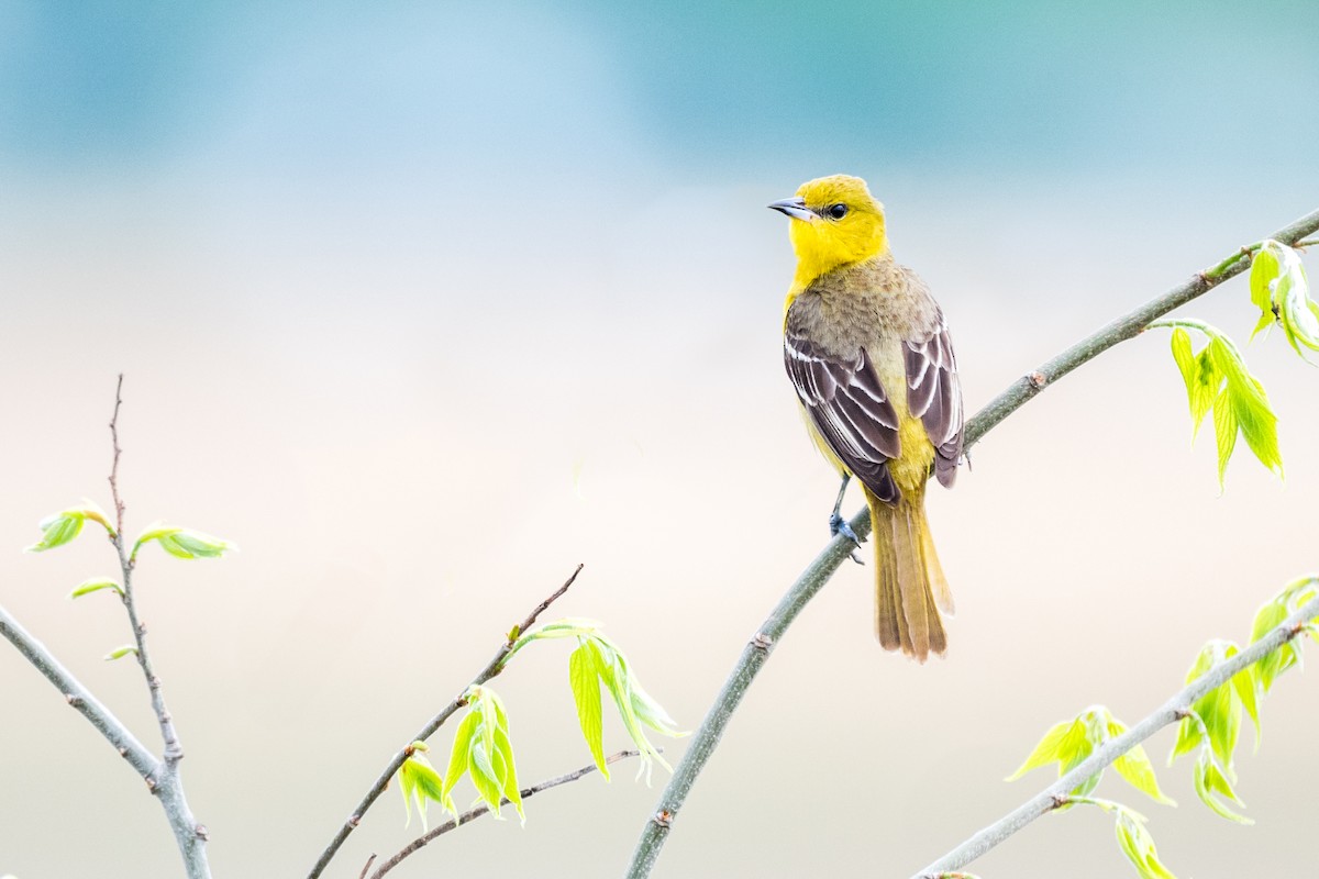 Orchard Oriole - ML635256424