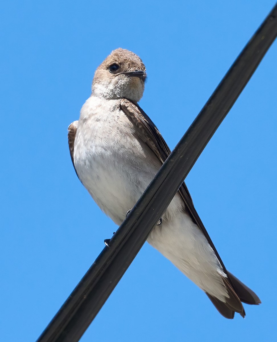 Northern Rough-winged Swallow - ML635256627