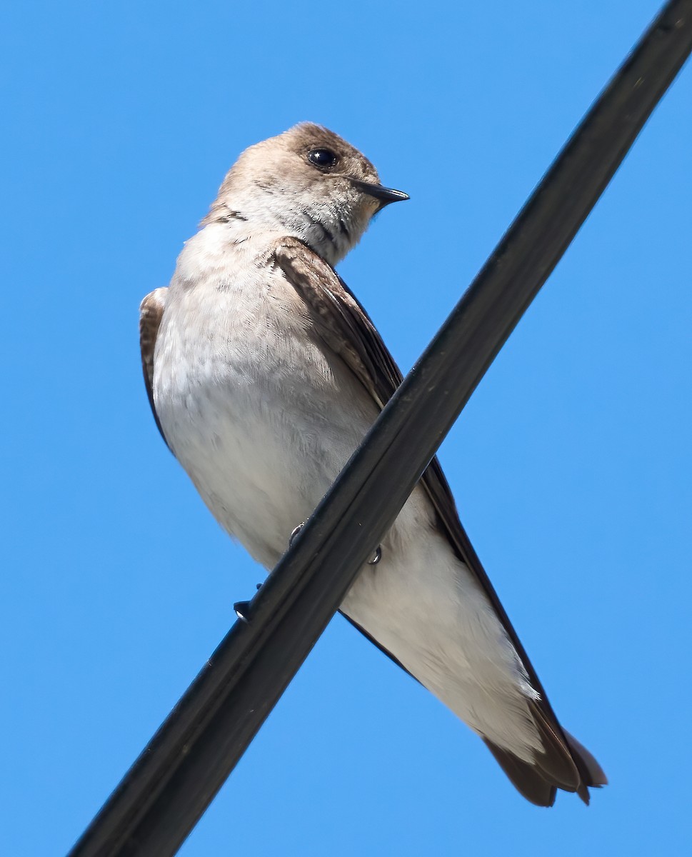 Northern Rough-winged Swallow - ML635256628