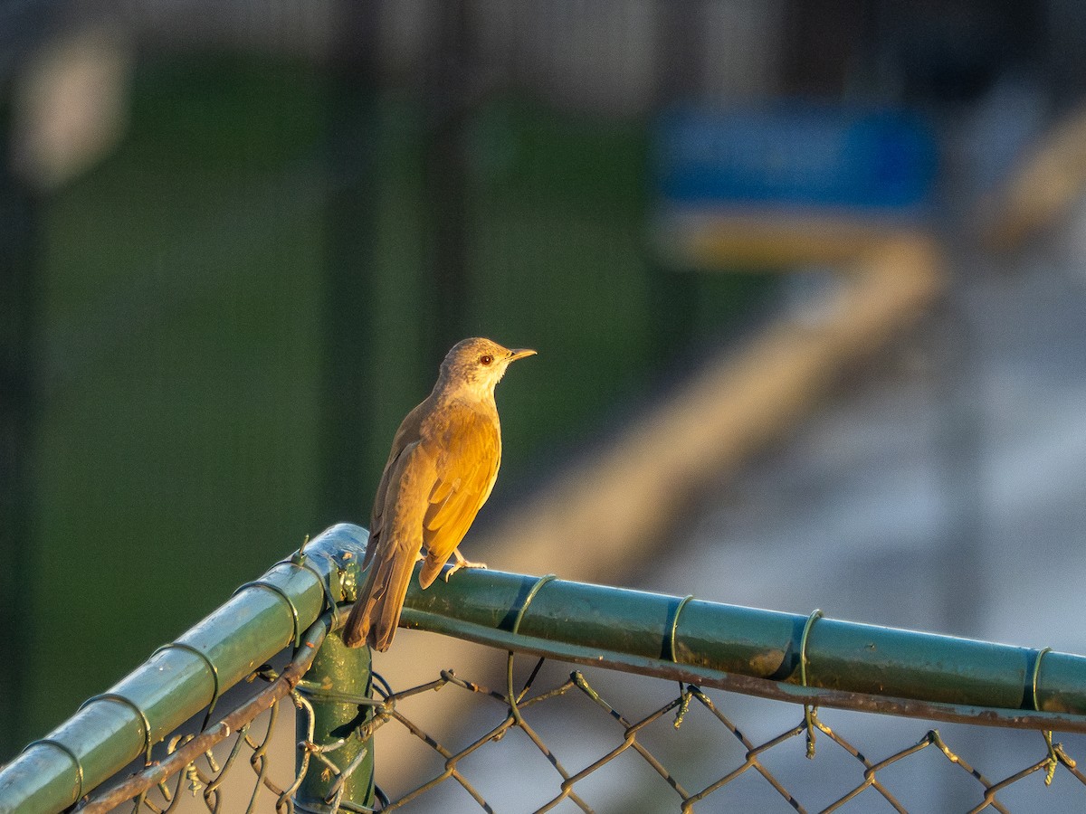 Pale-breasted Thrush - ML635256635