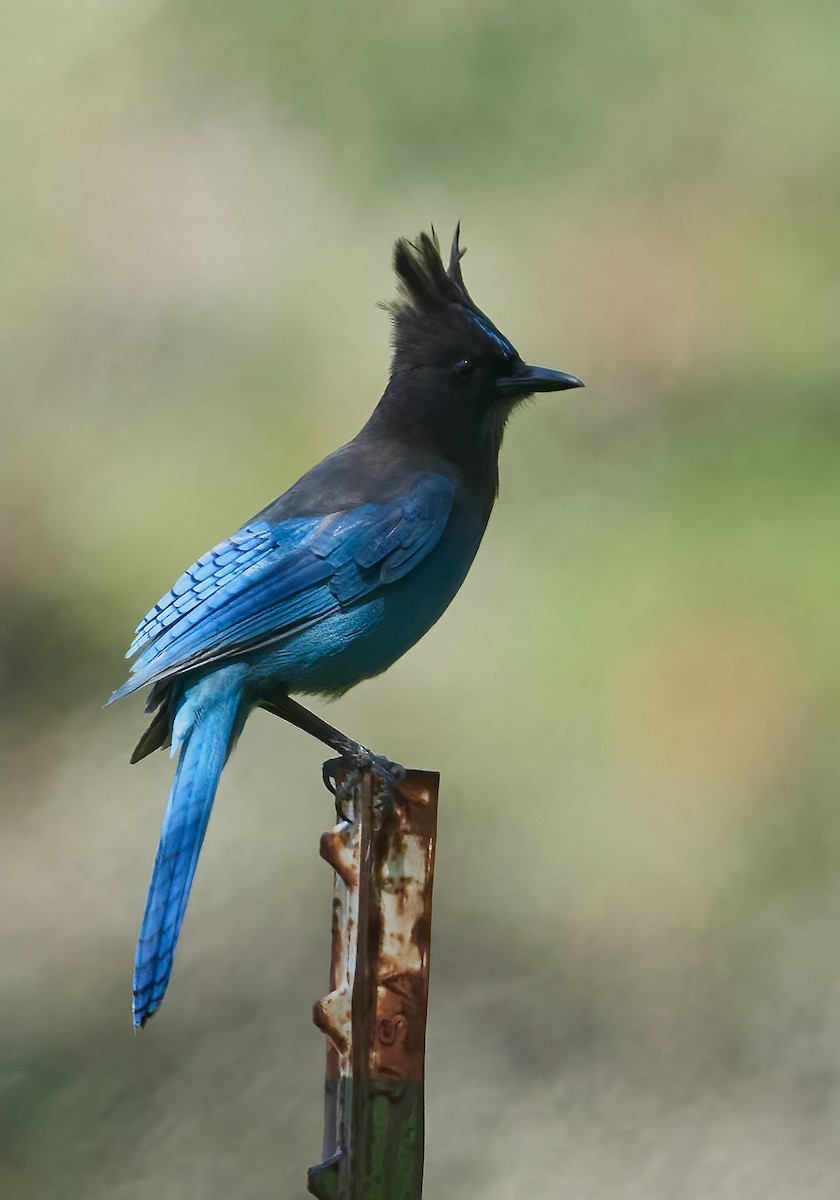 Steller's Jay - ML635256636