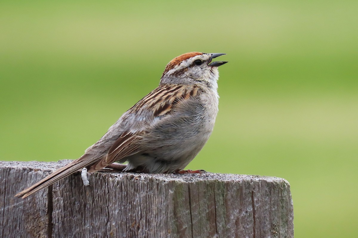 Chipping Sparrow - ML635256648