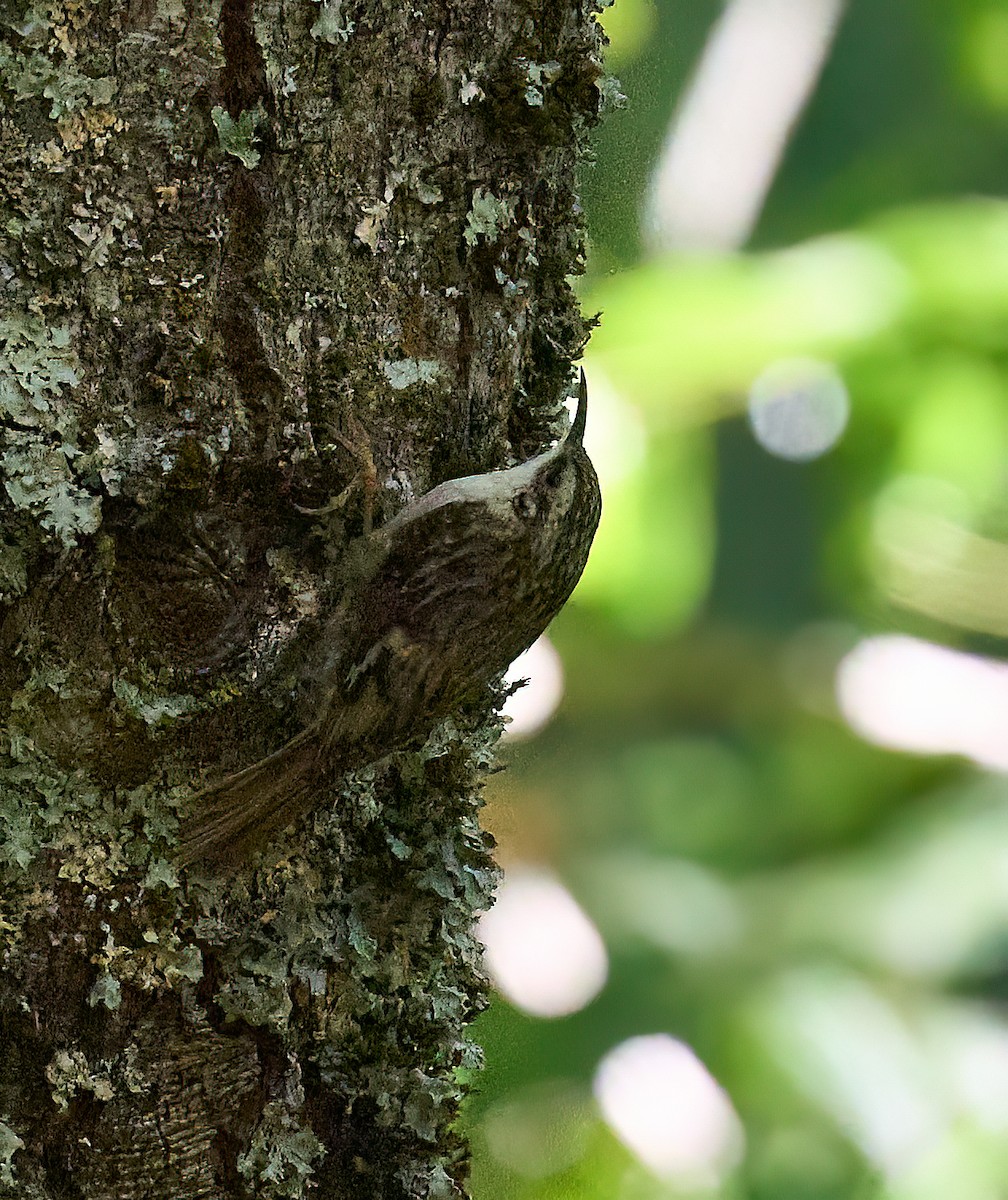 Brown Creeper - ML635256657
