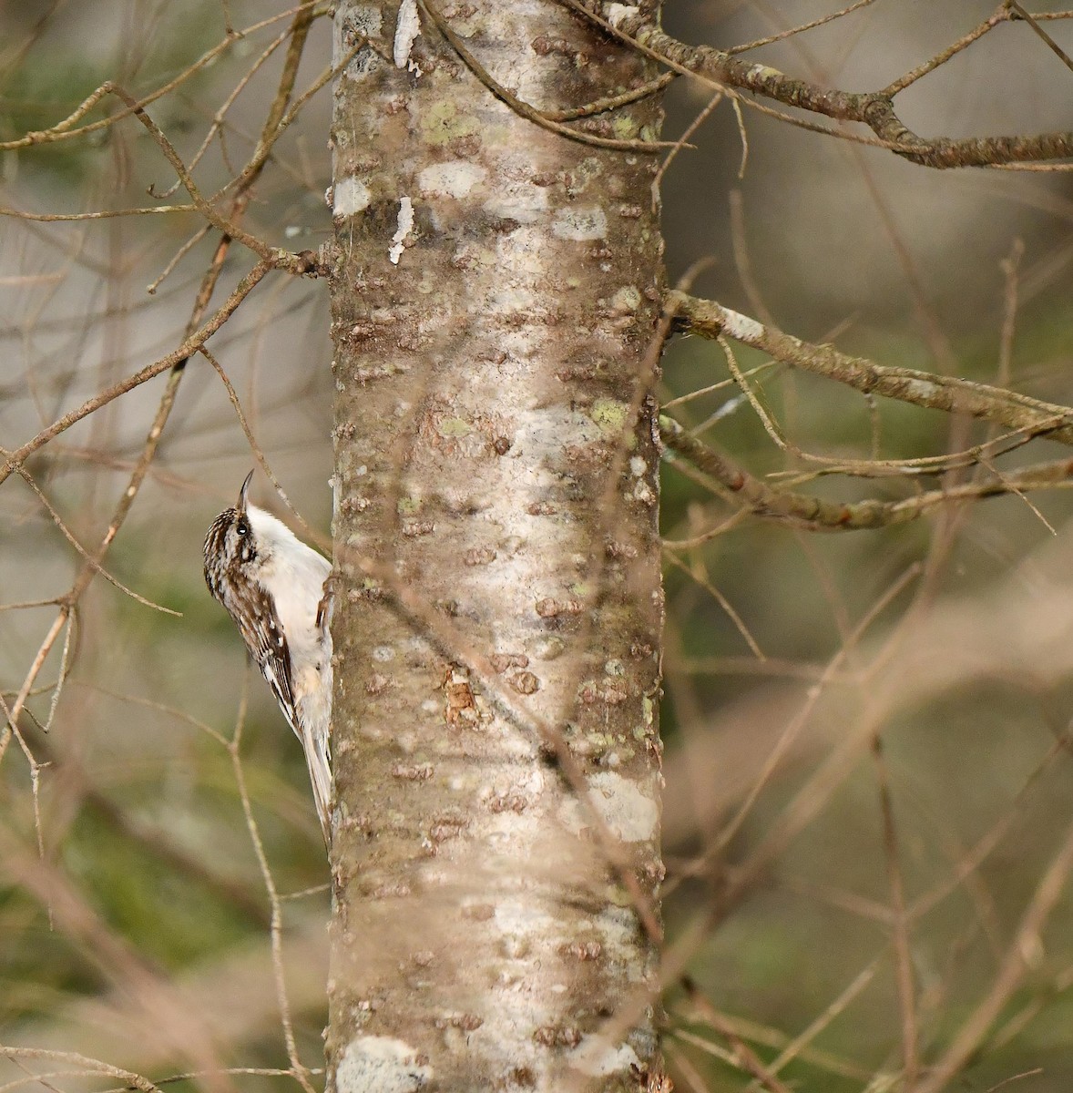 Brown Creeper - ML635256662