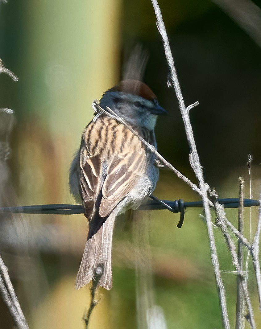 Chipping Sparrow - ML635256691