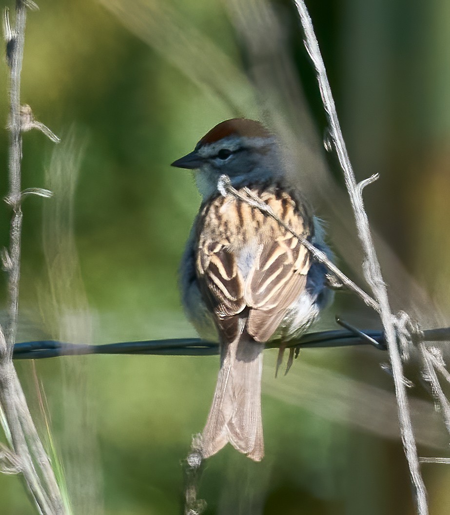 Chipping Sparrow - ML635256692