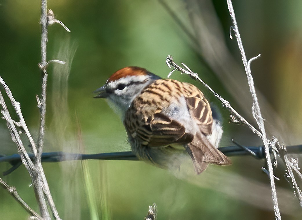 Chipping Sparrow - ML635256693