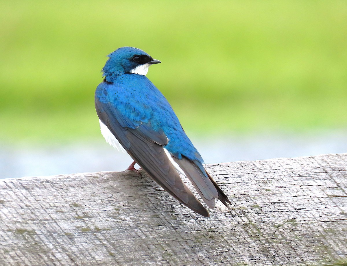 Tree Swallow - ML635256755
