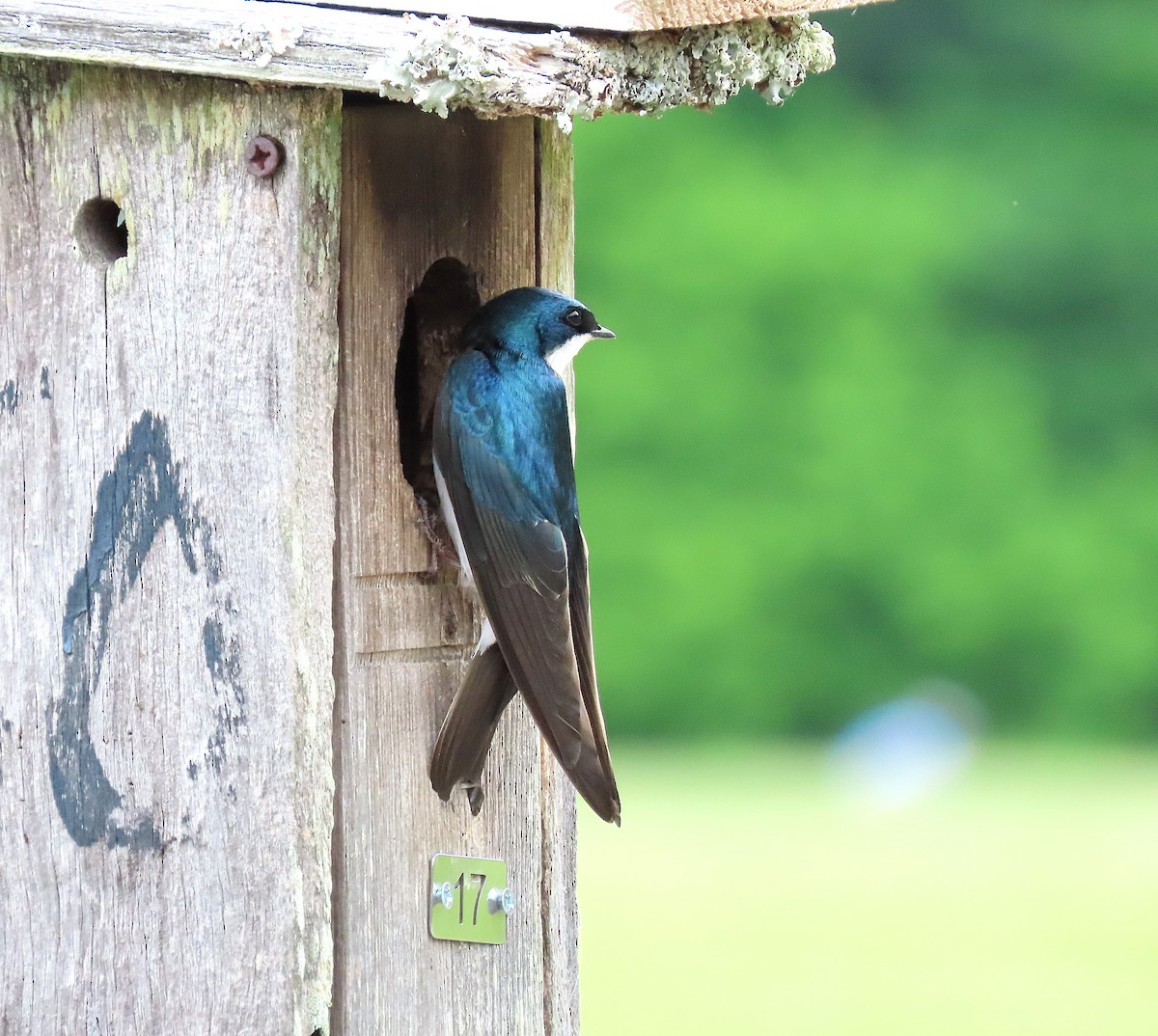 Tree Swallow - ML635256756