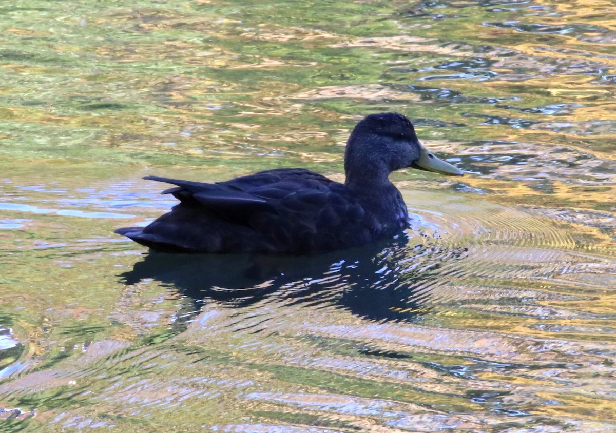 American Black Duck - ML63525701