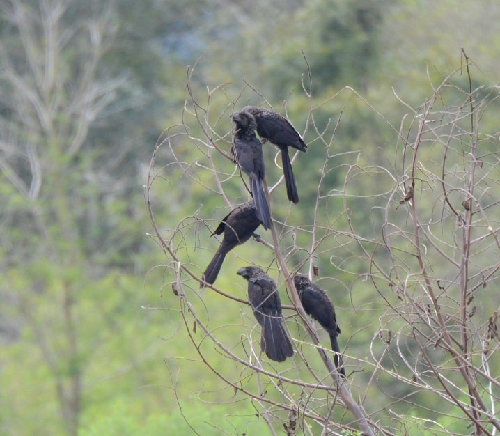 Smooth-billed Ani - ML635257036