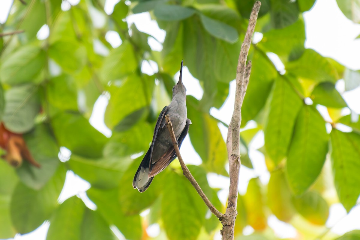 Gray-breasted Sabrewing - ML635257047