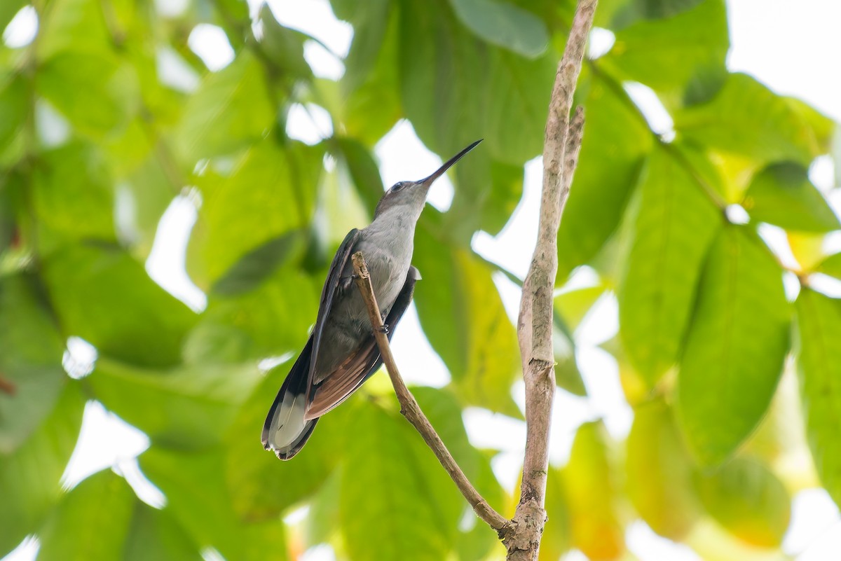 Gray-breasted Sabrewing - ML635257048