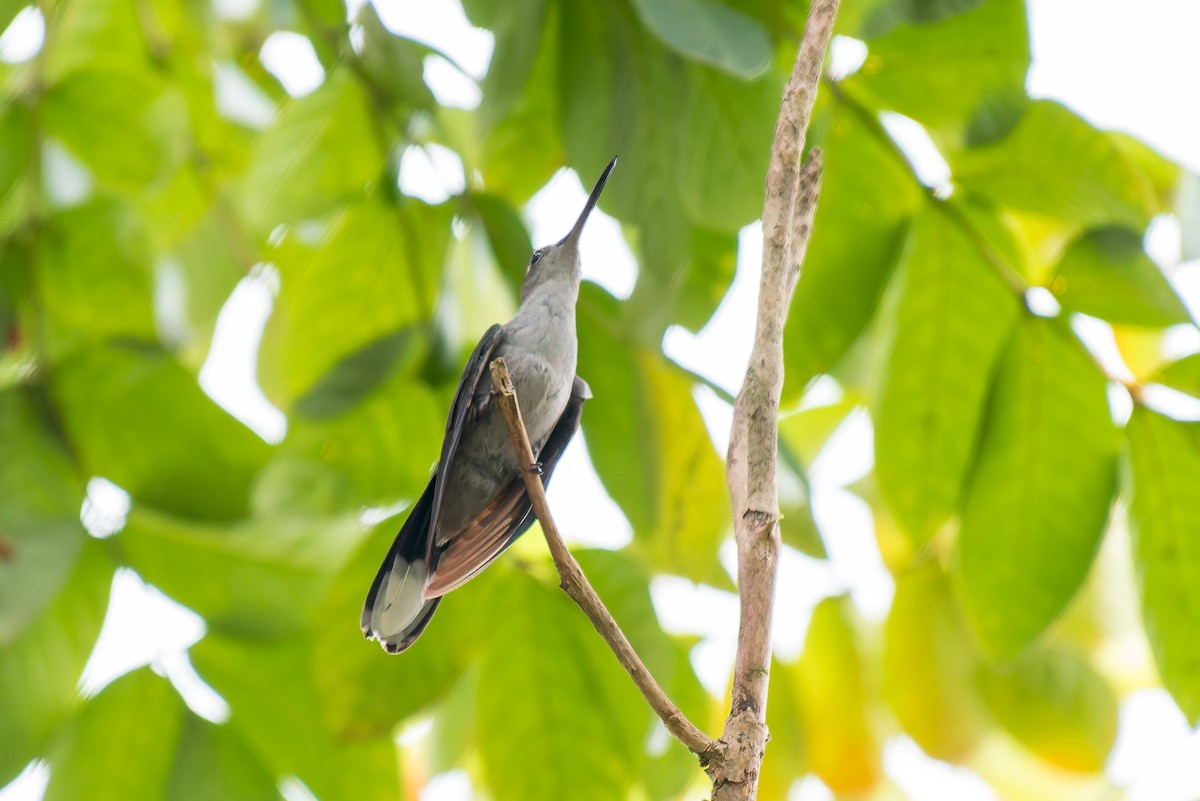 Gray-breasted Sabrewing - ML635257049