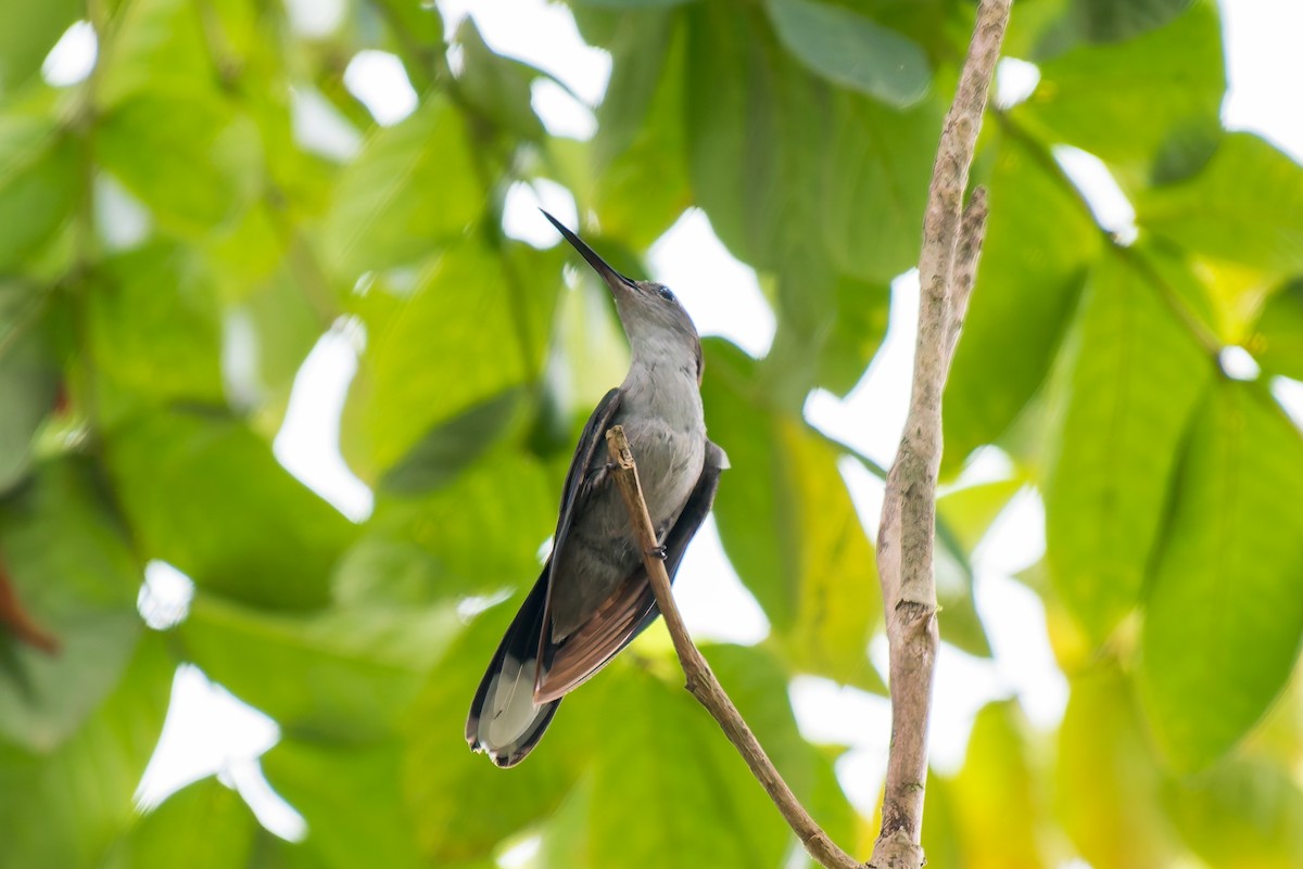 Gray-breasted Sabrewing - ML635257050