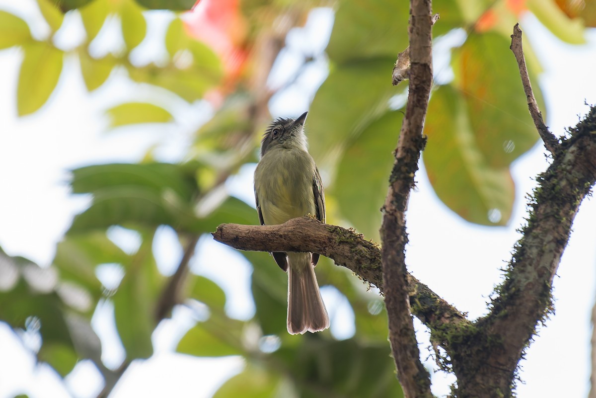 Gray-crowned Flatbill - ML635257069