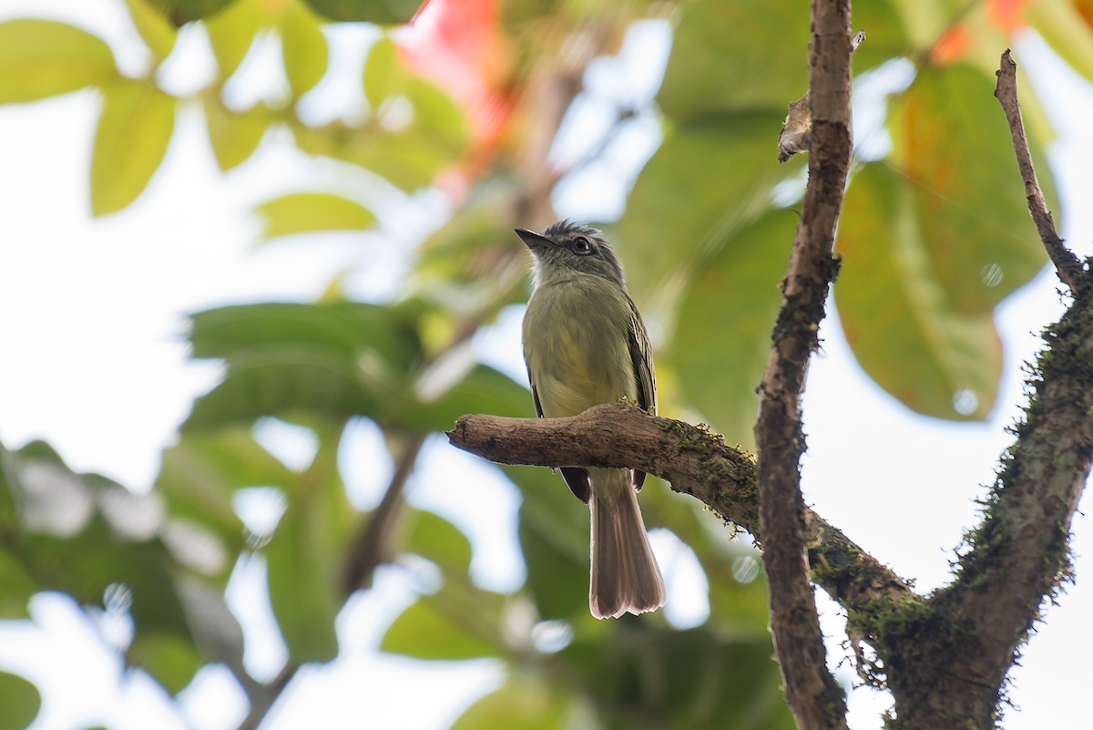 Gray-crowned Flatbill - ML635257070