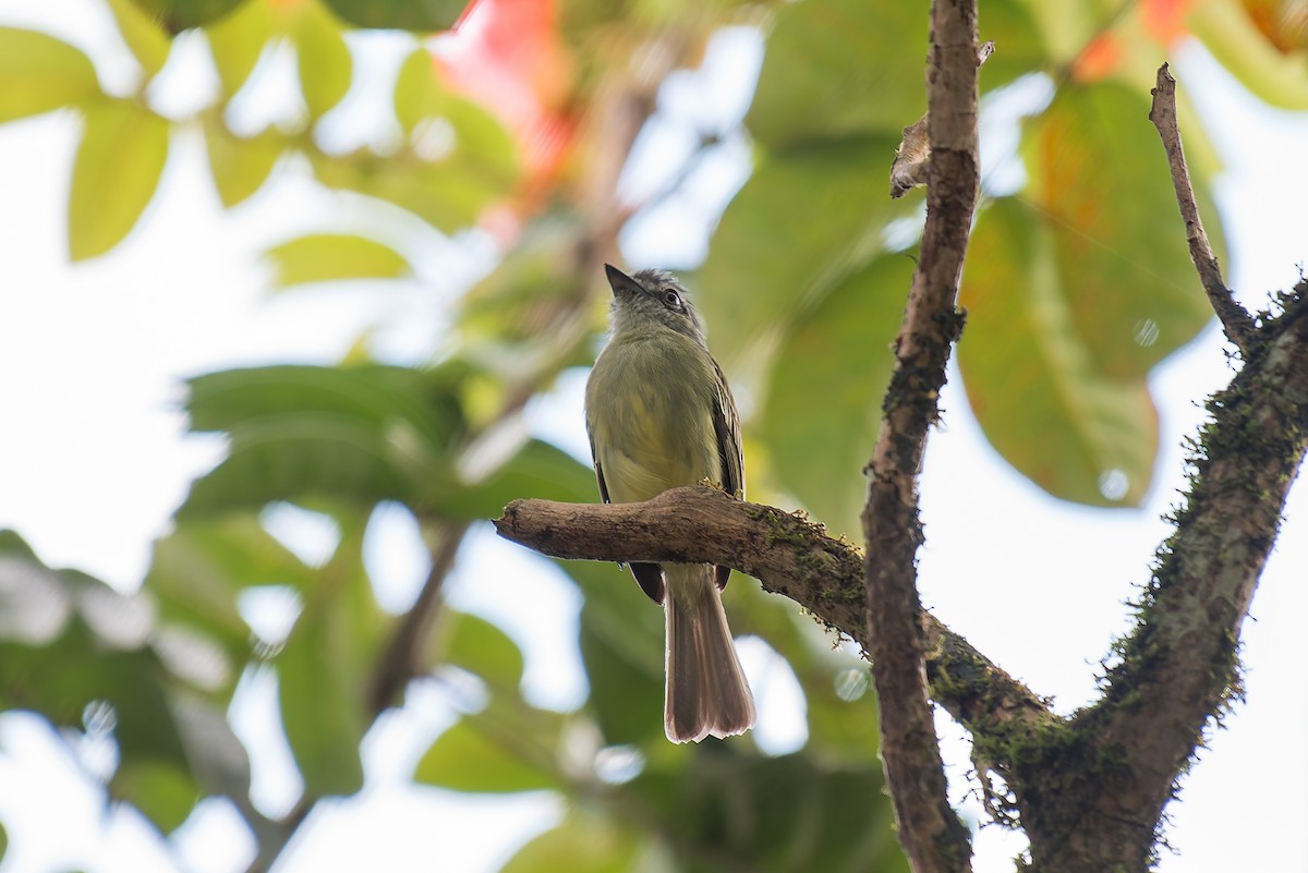 Gray-crowned Flatbill - ML635257071