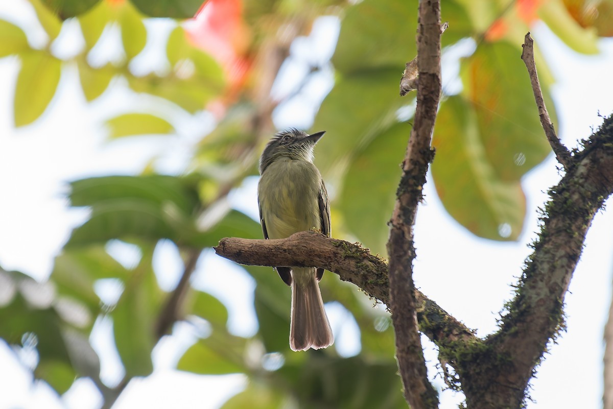 Gray-crowned Flatbill - ML635257073