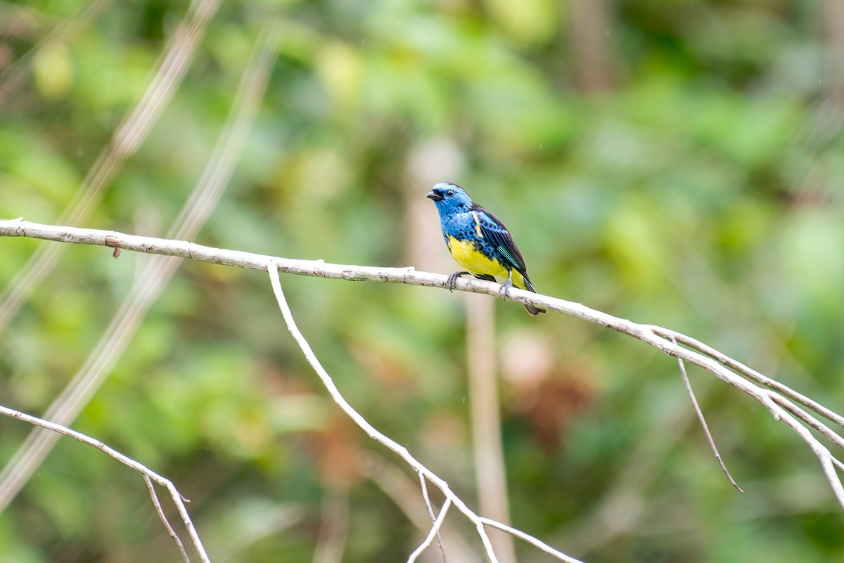 Turquoise Tanager - ML635257090