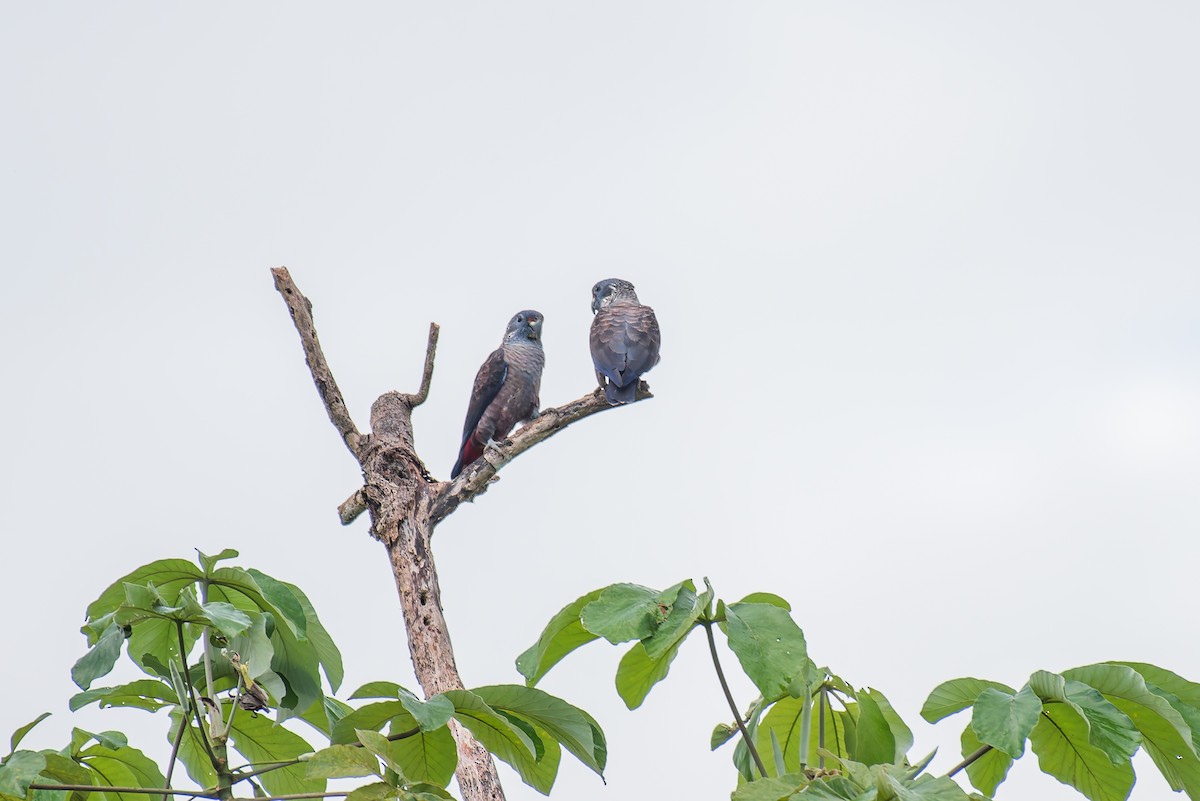 Dusky Parrot - ML635257179