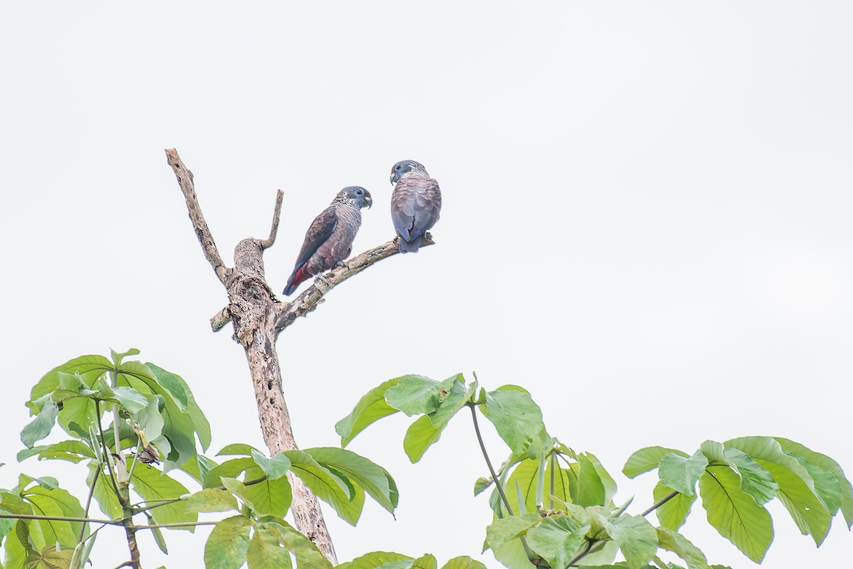 Dusky Parrot - ML635257180