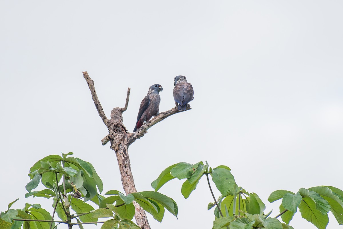 Dusky Parrot - ML635257181