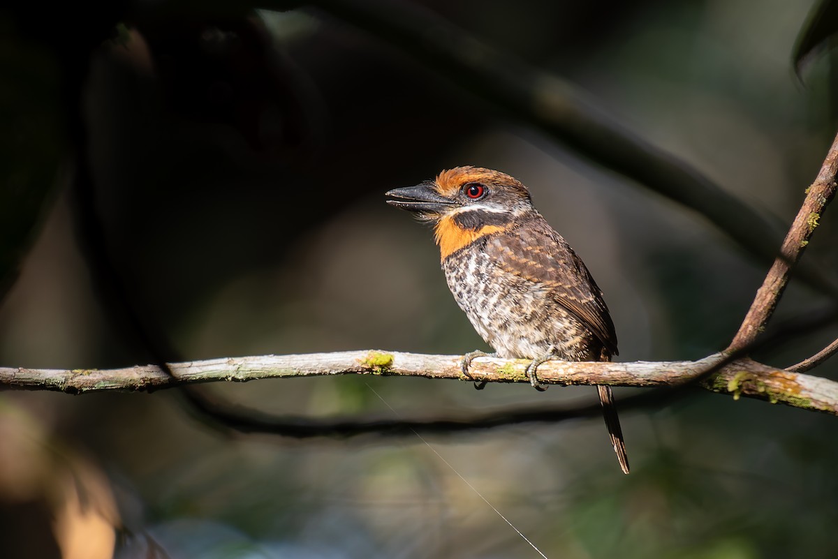 Spotted Puffbird - ML635257210