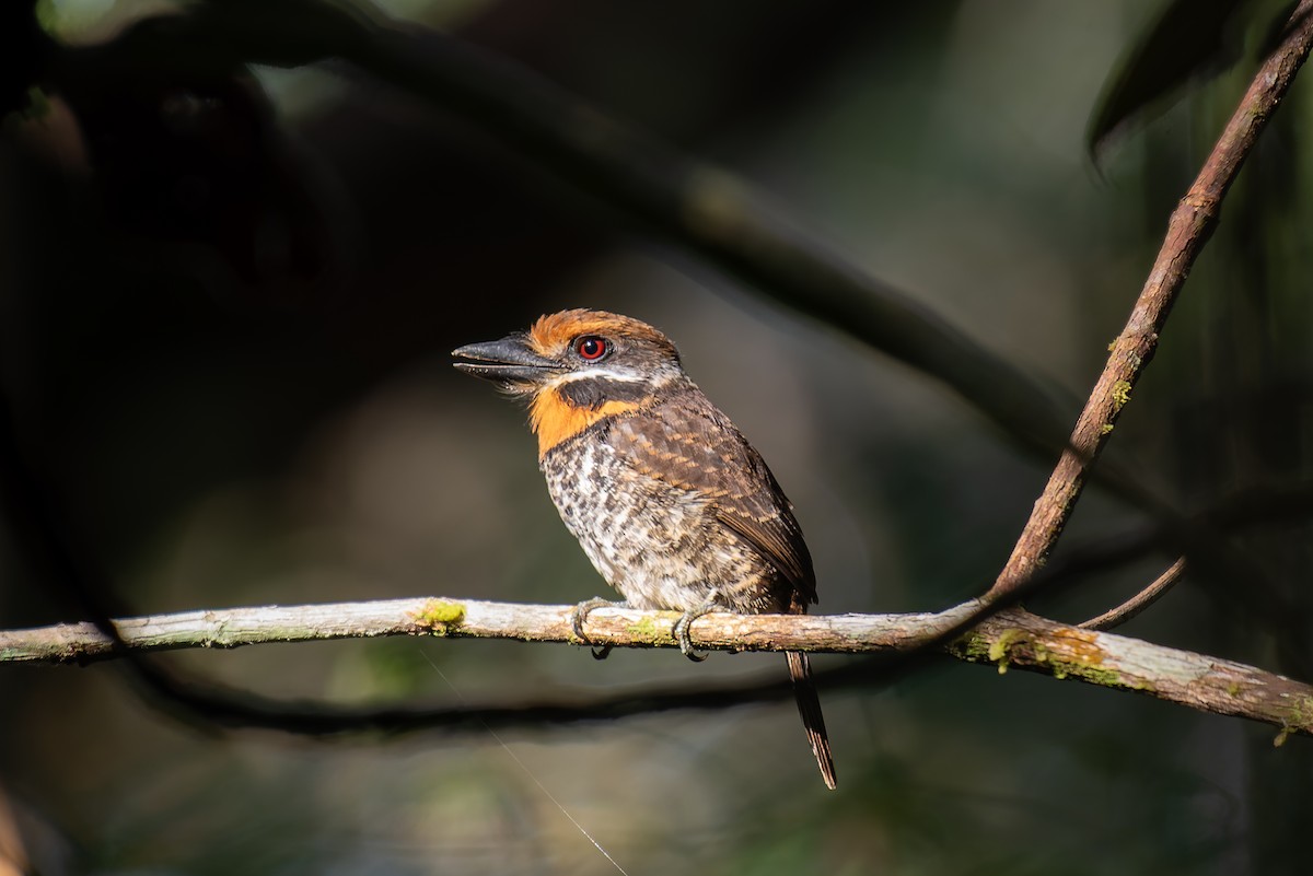 Spotted Puffbird - ML635257212