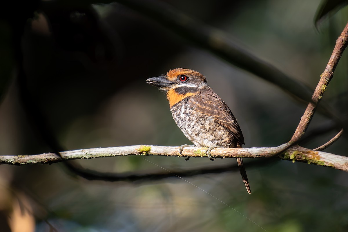 Spotted Puffbird - ML635257213