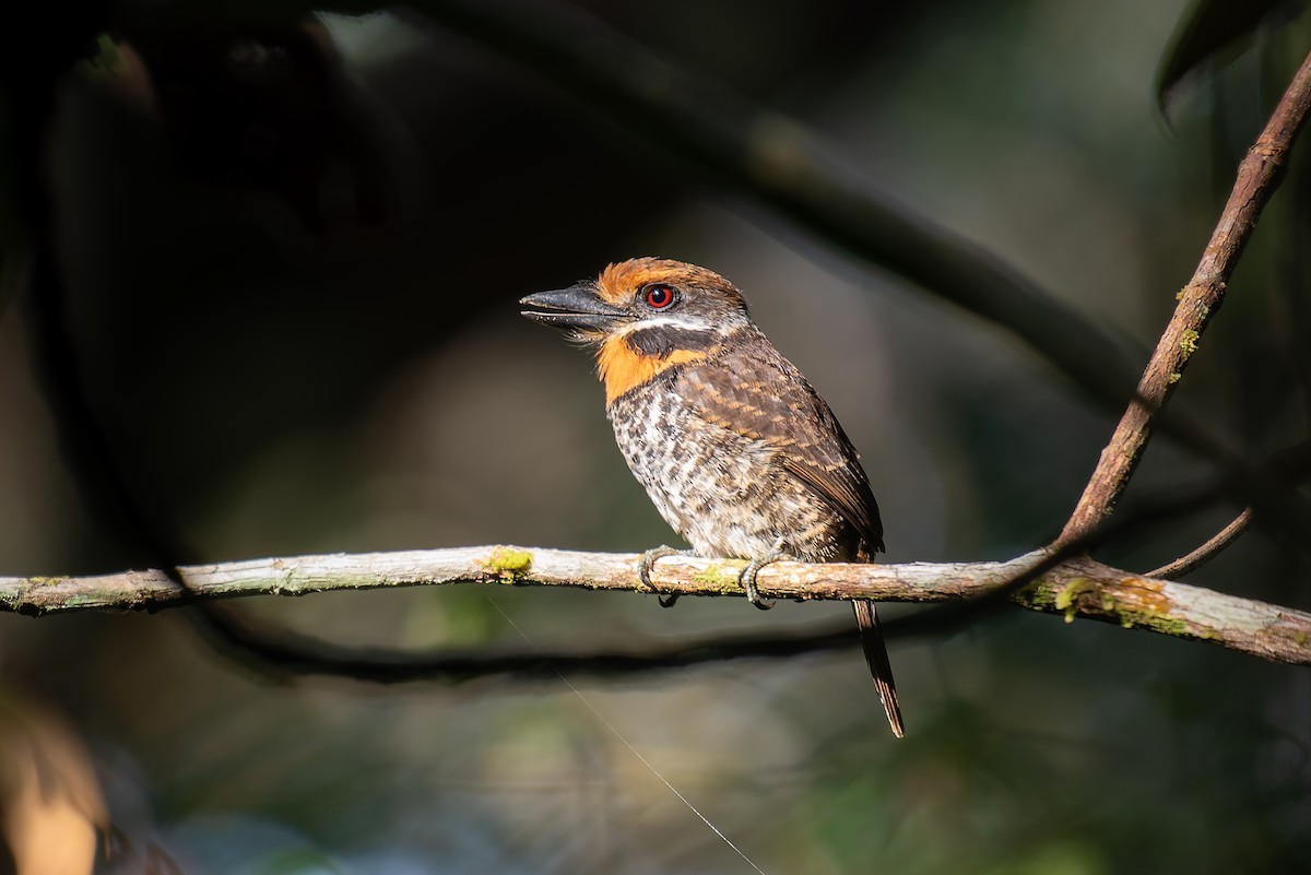 Spotted Puffbird - ML635257214