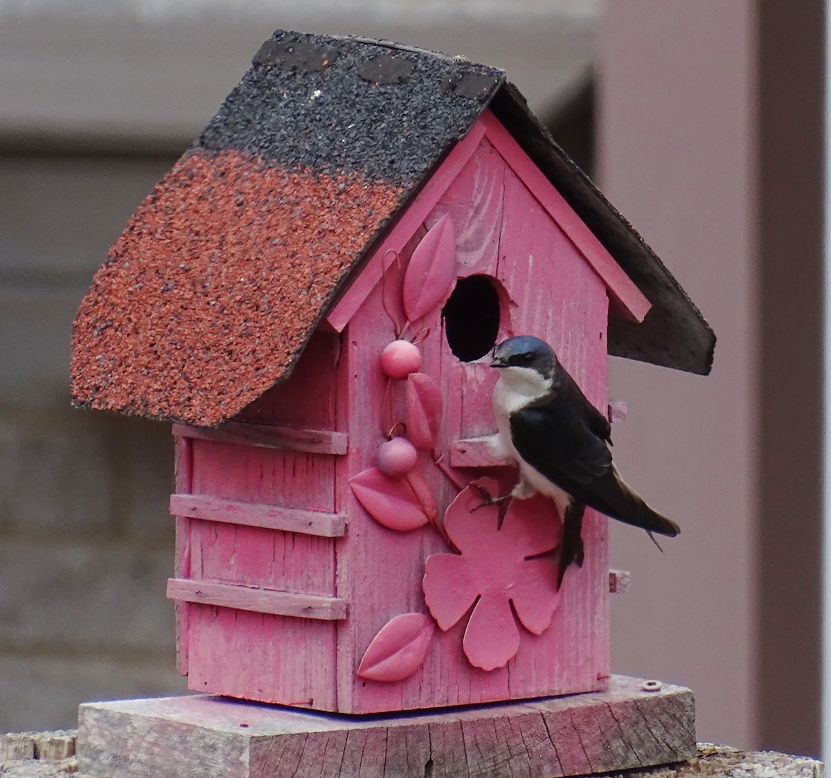 Tree Swallow - ML635257307