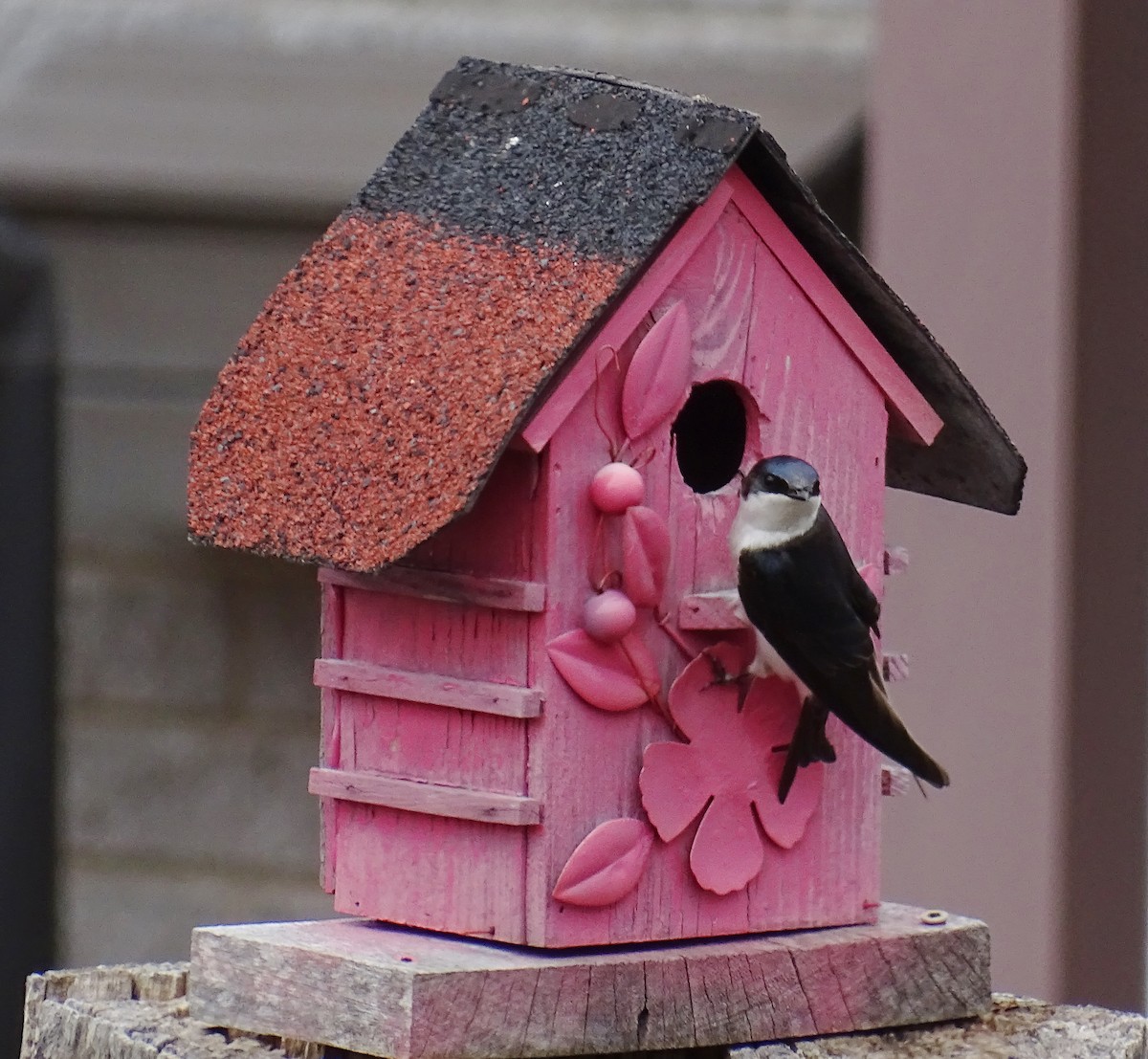 Tree Swallow - ML635257308