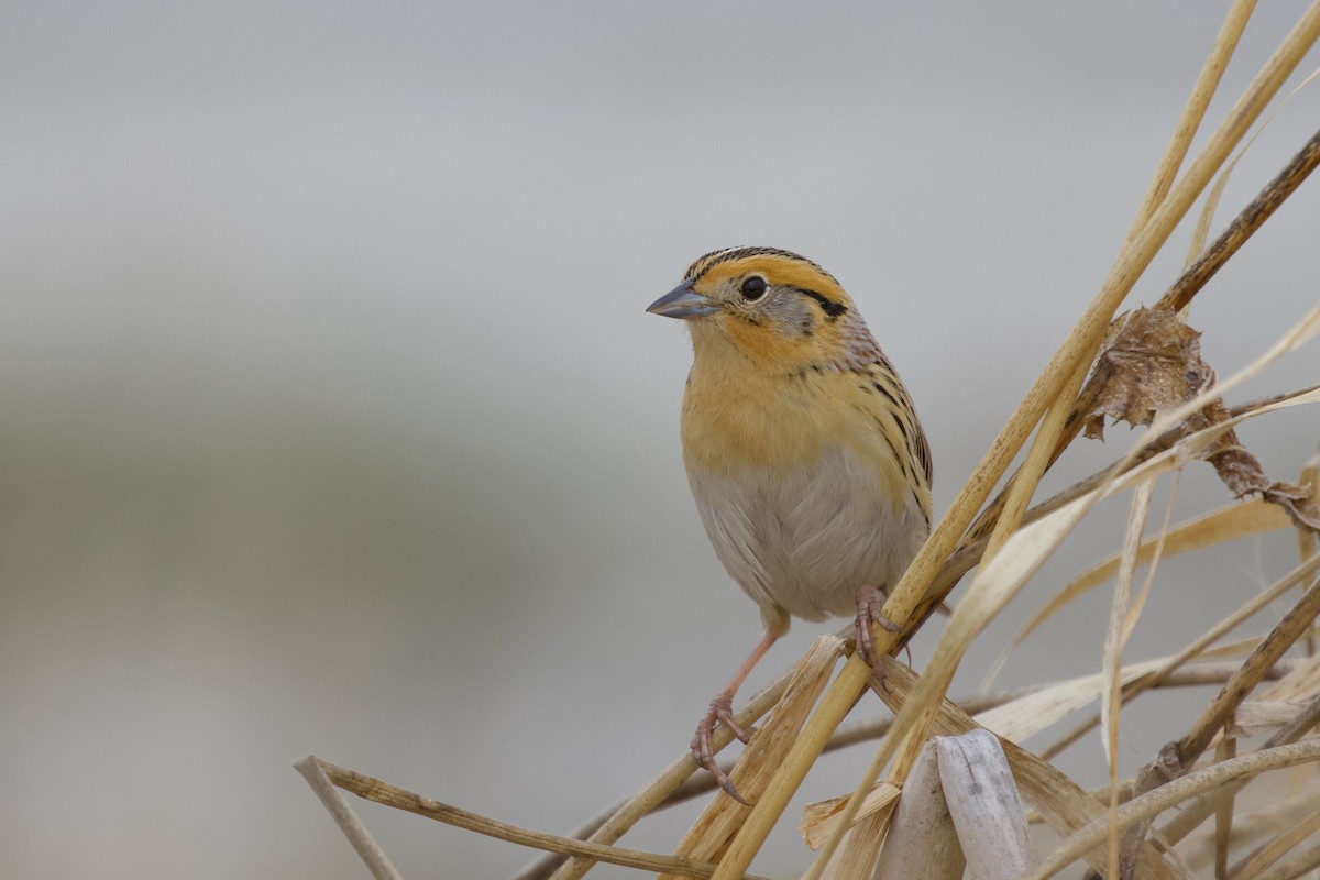LeConte's Sparrow - ML635257351