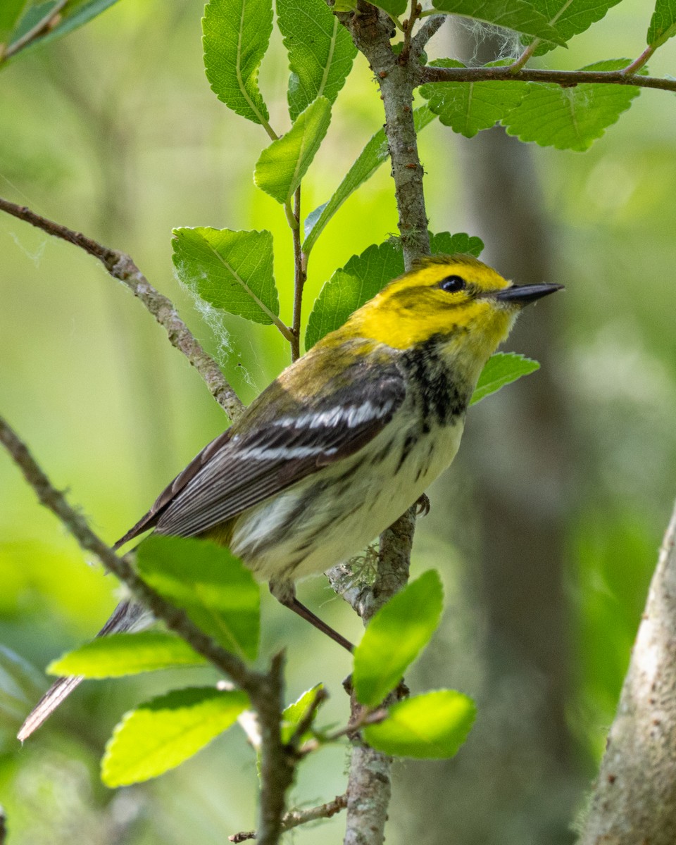 lesňáček proužkoboký - ML635257400