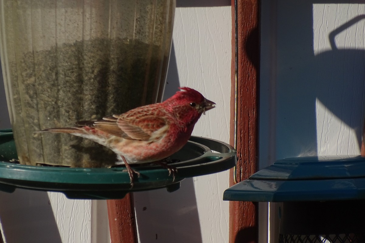 Purple Finch - ML635257415