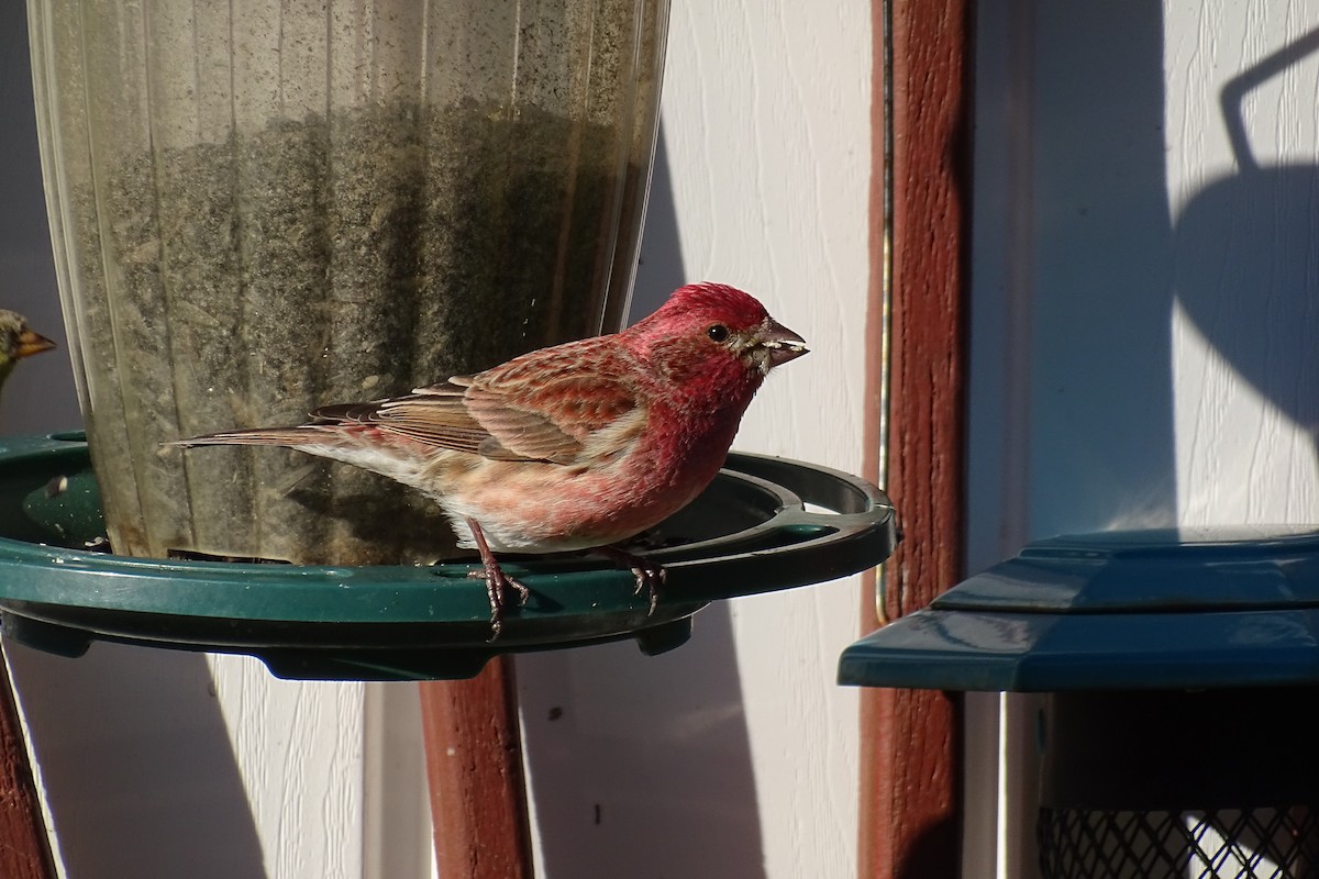 Purple Finch - ML635257416