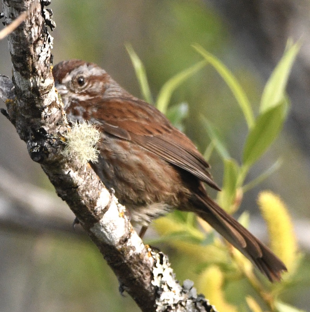 Song Sparrow - ML635257447