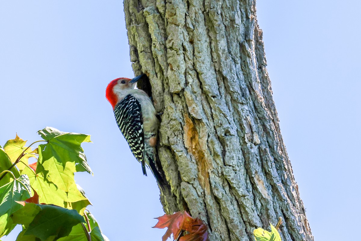 Red-bellied Woodpecker - ML635257454