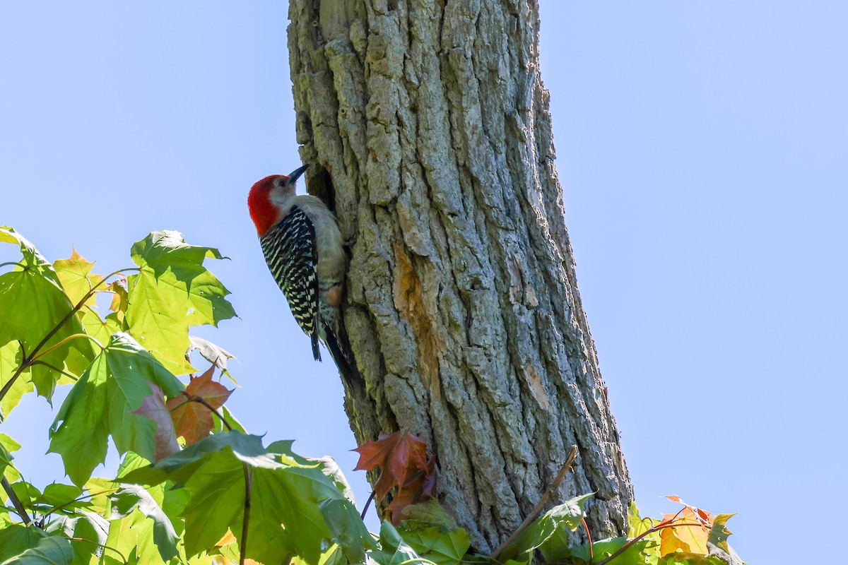 Red-bellied Woodpecker - ML635257455