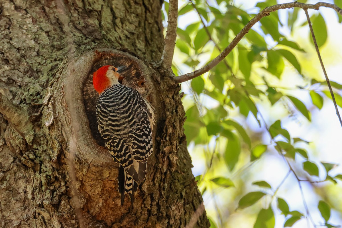 Red-bellied Woodpecker - ML635257456