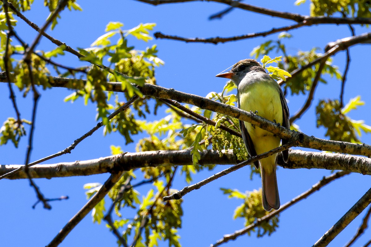 Great Crested Flycatcher - ML635257465