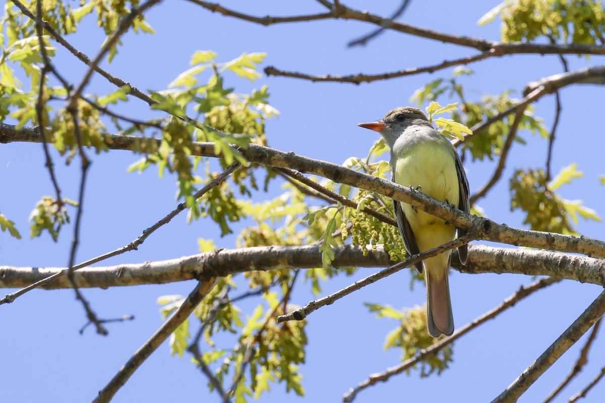 Great Crested Flycatcher - ML635257466