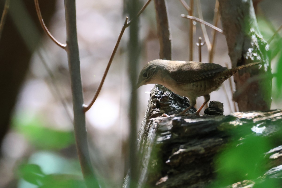 Northern House Wren - ML635257475
