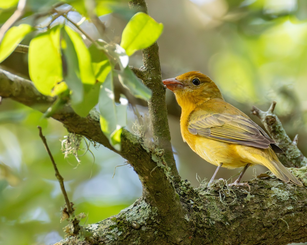 piranga ohnivá - ML635257606