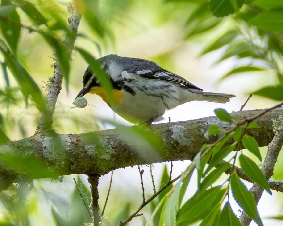 lesňáček zlatohrdlý - ML635257662