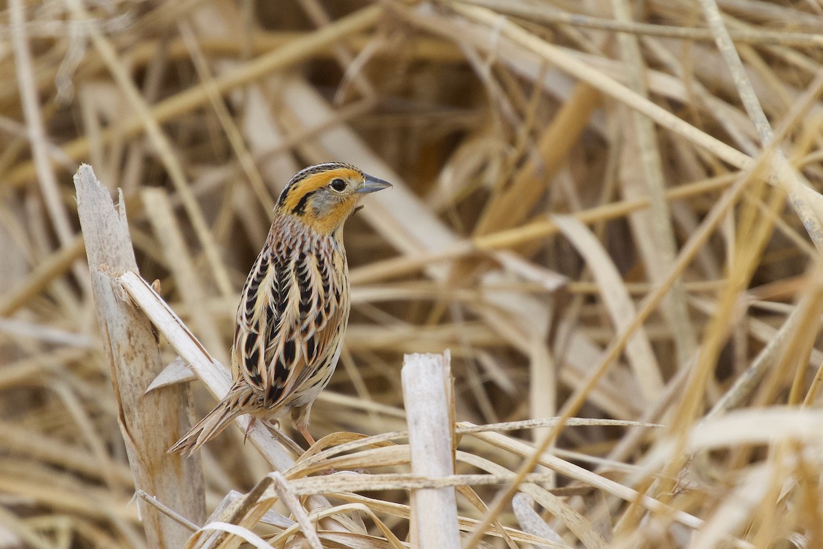 LeConte's Sparrow - ML635257713