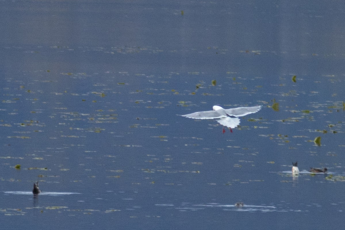 Glaucous-winged Gull - ML635257752