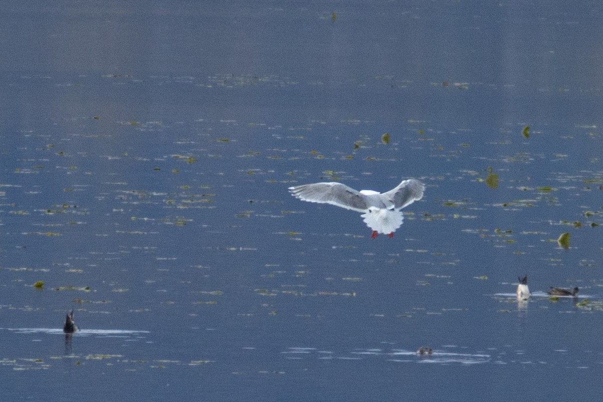 Glaucous-winged Gull - ML635257757
