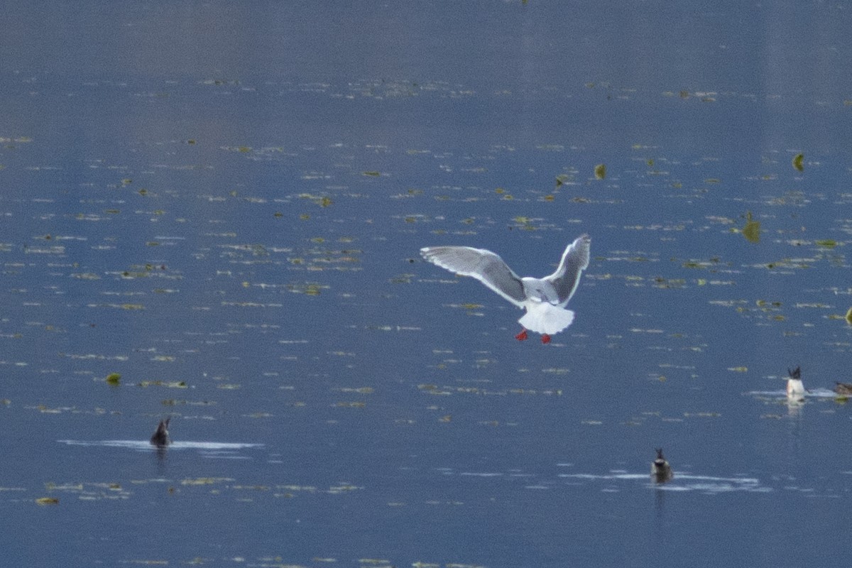 Glaucous-winged Gull - ML635257765